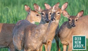 Deer New Jersey: Let